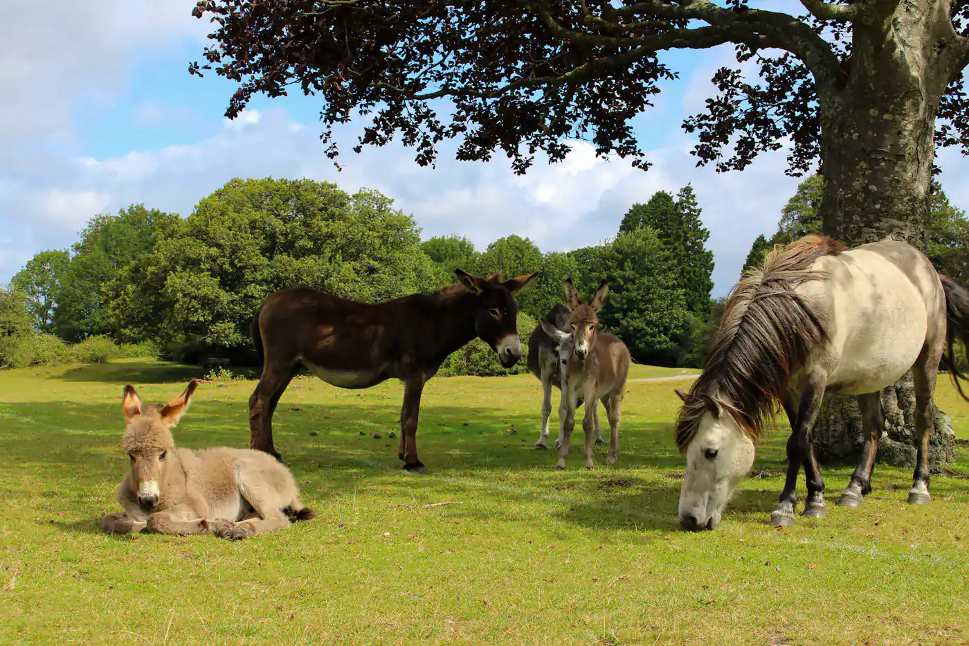 Ponies grazing in the New Forest, Hampshire
